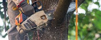 Reliable Shawsville, VA Tree Removal Solutions